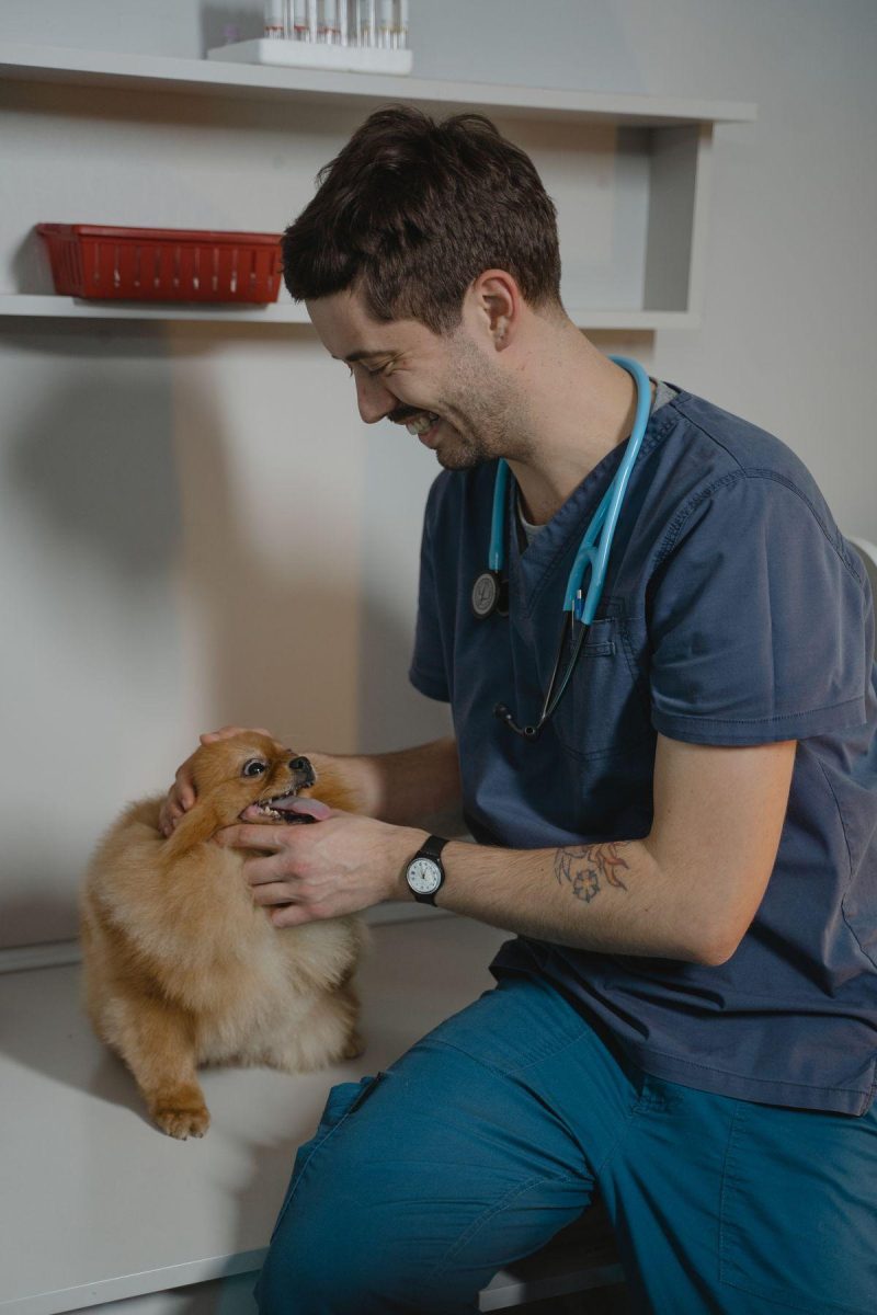 Veterinarian with Pomeranian - pet business social media