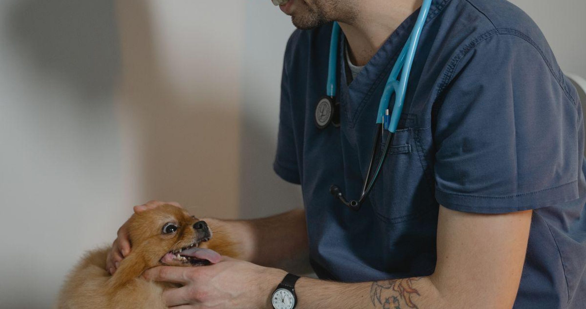 Veterinarian with Pomeranian - pet business social media